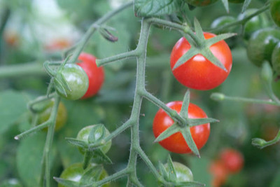 Starlink tomato Seed(75 per packet)