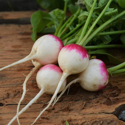 WILLVINE GUA-630 Read Head Radish Seeds Seed(500 per packet)