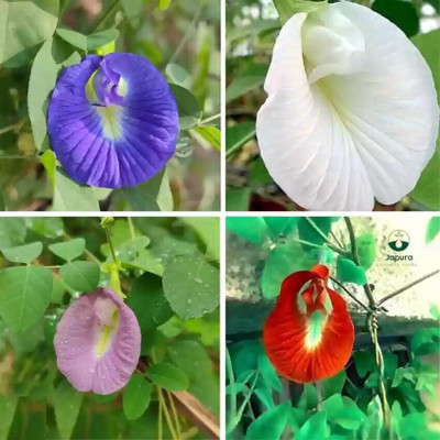 jkfarm Aparajita, Asian Pigeonwings, Nilkantha Seed(20 per packet)