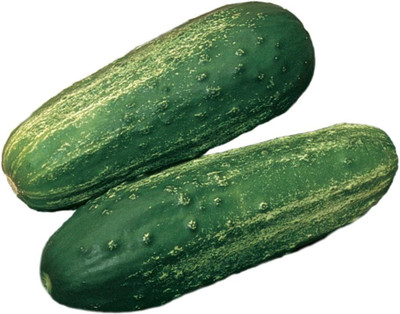 Qualtivate HUA-6A Bushel Pickling Cucumber Seeds Seed(300 per packet)