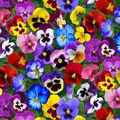 Flipkart SmartBuy Exotic Pancy Flower Mix Seed(50 per packet)