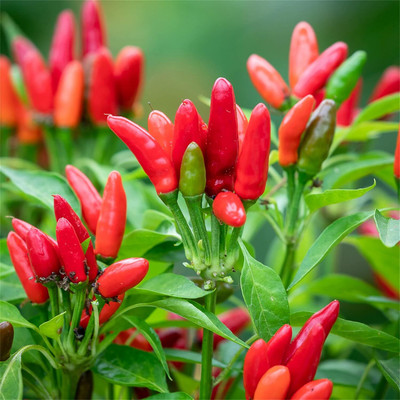 Qualtivate RES-9A Chilli Pepper 'Etna' Seed(300 per packet)