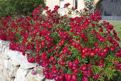 Qualtivate HYB-1A Red Drift Rose, double red Seed(25 per packet)