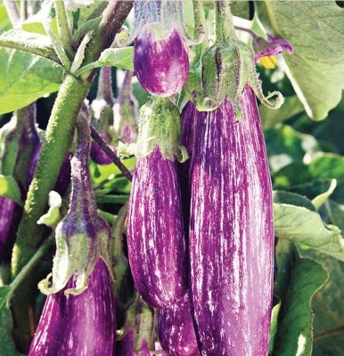 Avysa Squarrel lines eggplant brinjal Seed(100 per packet)