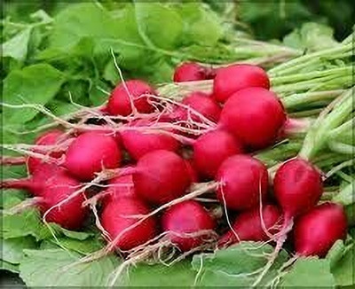 Aywal Radish - Round Red Mooli Hybrid Vegetable Seed(100 per packet)