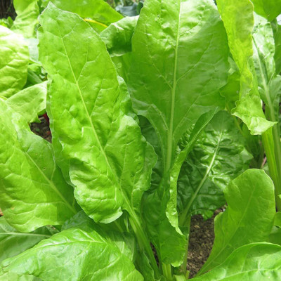 Cloud Farm Spinach Seed(60 per packet)
