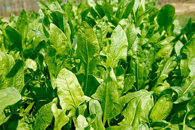 AFARTIOBINA 40 PCS SPINACH SEEDS-A02 Seed(40 per packet)