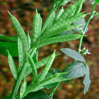 Aywal Cluster Beans (Gawar, Guar Phalli, Goru Chikkudu, Kothavara) Seed(330 per packet)