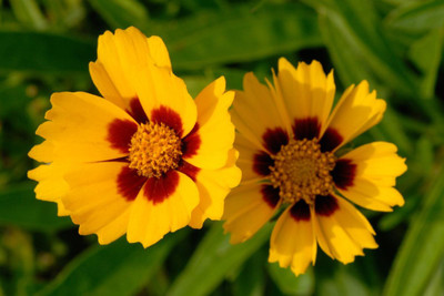 Audhav Coreopsis Multicolor Flower Seeds for All Season Home Gardening Seed(50 per packet)