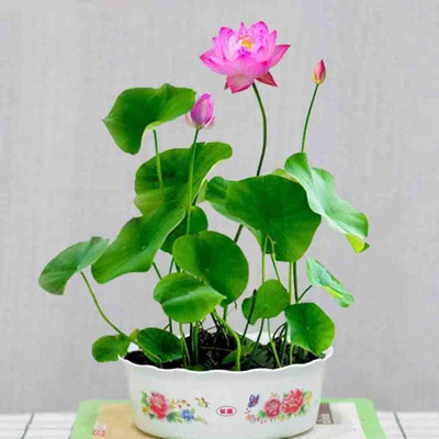clause lotus Seed(10 per packet)