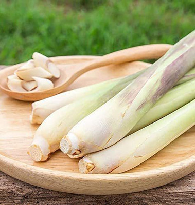 CYBEXIS GUA-32 - Lemon Grass Plant Repels Insects - (2250 Seeds) Seed(2250 per packet)