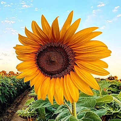 CRGO SUNFLOWER , SURAJMUKHI Seed(35 per packet)