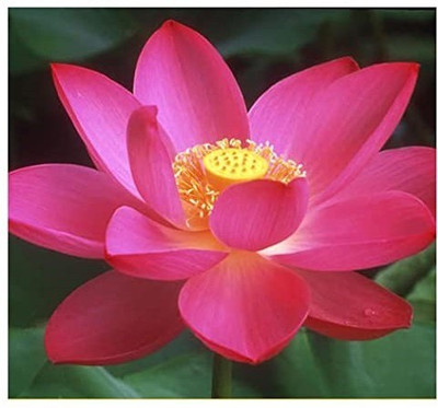 CYBEXIS PAU-28 - Rare American Lotus - (270 Seeds) Seed(270 per packet)