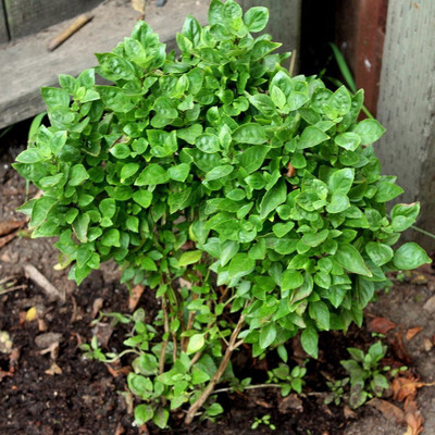 WILLVINE VVI-50 Greek Basil Basilico Greco Seed(2000 per packet)