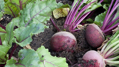 Aywal Beetroot Seed(150 per packet)