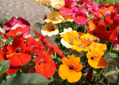 LPR NEMESIA Seed(15 per packet)