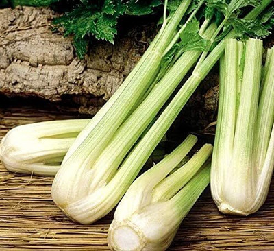 Qualtivate PUAS-161 Celery Tall Utah Seeds Seed(500 per packet)