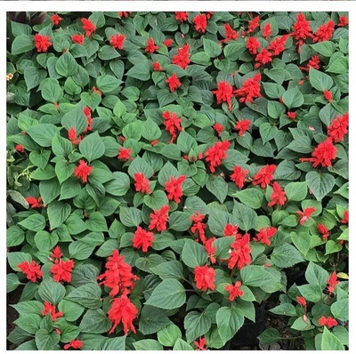 Quentova Red salvia, scarlet sage-KTK-2X Seed(75 per packet)