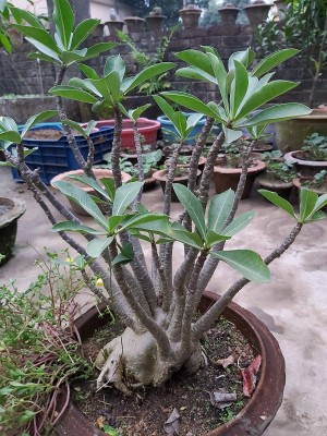 DeodarSeeds Desert Rose, Adenium Arabicum black giant Seed(3 per packet)