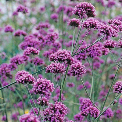 CYBEXIS Verbena, Bonariensis200 Seeds Seed(200 per packet)