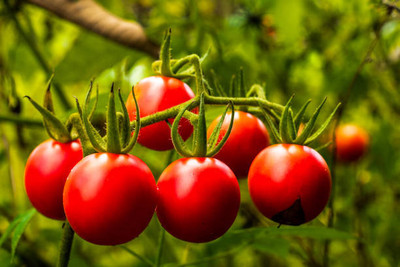 Grown Hub tomato Seed(145 per packet)