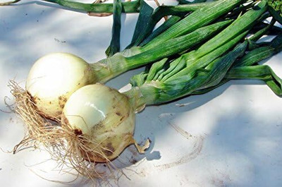 Biosnyg Non GMO ONION WALLA WALLA Vegetable Seeds For Gardening-(3000 Seeds) Seed(3000 per packet)