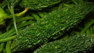 XOLDAA F1 BEST QUALITY BITTER GOURD SEEDS Seed(15 per packet)
