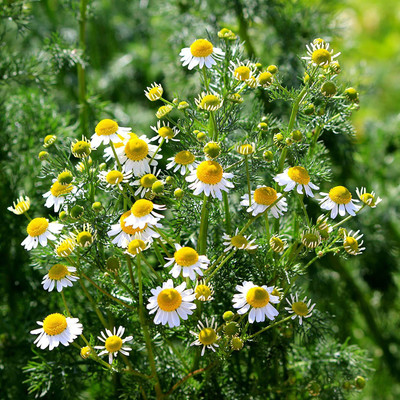 CYBEXIS VXI-70 - Roman Chamomile Herb - (2250 Seeds) Seed(2250 per packet)