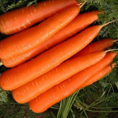 Quentova Orange Gajar Carrot Vegetable-8A-AHS Seed(200 per packet)