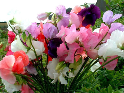 VibeX ® LXI-669 Mammoth Choice Mix Sweet Pea Seed Seed(50 per packet)