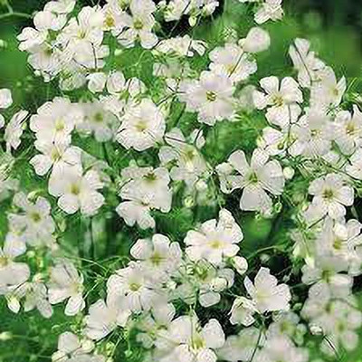 KANAYA Green Gypsophila Seed(10 per packet)