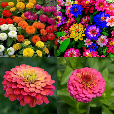 ibains Zinnia flower seeds all colours 42 Seed(42 per packet)