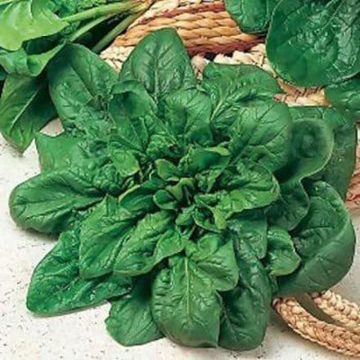 VibeX ® XXL-513 SPINACH ITALIAN MATADOR SEEDS Seed(500 per packet)