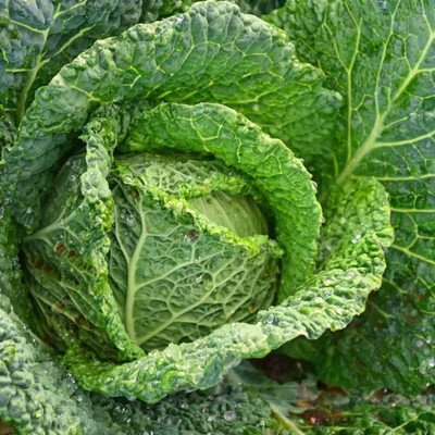 WILLVINE VNR -XI Savoy Perfection Cabbage [5g] Seed(1500 per packet)