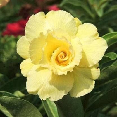 Qualtivate NDIR-463 Adenium Obesum Fresh Seeds Seed(30 per packet)