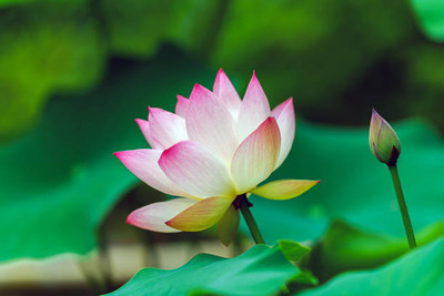 surmul lotus,kamal gatta Seed(14 per packet)