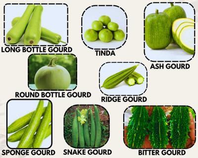 Vrisa Green Best Collection Bottle Gourd Combo seeds 8 Variety Vegetable Seeds Seed(8 per packet)