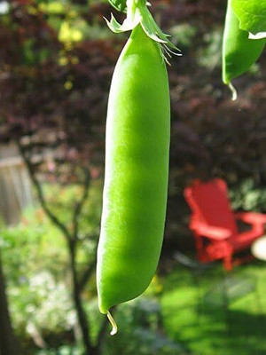 Qualtivate PUAS-5A Pea Dwarf Grey Sugar Seed(200 per packet)