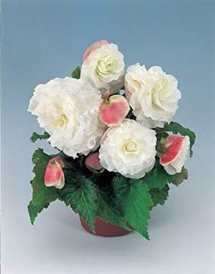 Qualtivate PUAS-60 Begonia Apple Blossom Annual Seeds Seed(25 per packet)