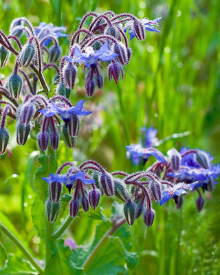 WILLVINE LXI-73 Blue Borage Seeds Seed(200 per packet)