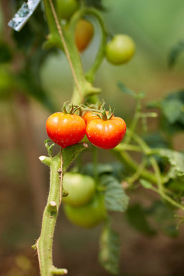 Etail tomato Seed(105 per packet)