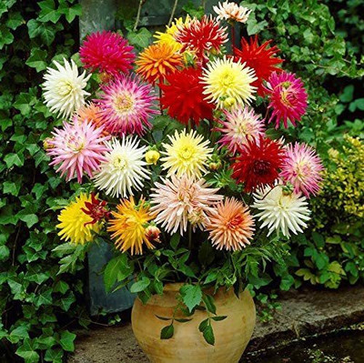 CYBEXIS NBIR-8 - Dahlia - Cactus Mix - Late Summer/Mixed Colored Flowers - (540 Seeds) Seed(540 per packet)