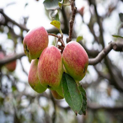 KANAYA Apple Fruit Hybrid Seed(7 per packet)