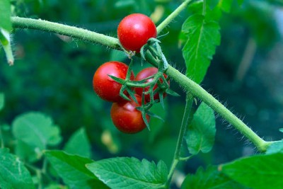 NatureForest tomato Seed(70 per packet)