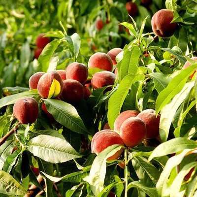 Aywal Peach Fruit Seed(5 per packet)