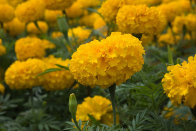 Leitwind marigold,gende ka phool seeds Seed(22 per packet)