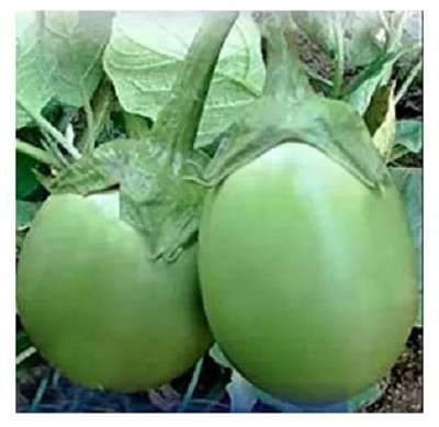 KNESSiN Brinjal Eggplant F1 Green Round For Kitchen Gardening (400 Seeds) Seed(400 per packet)