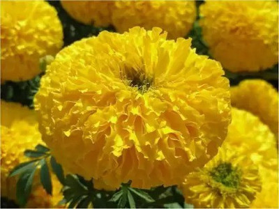 Aro Mari gold yellow Seed(115 per packet)
