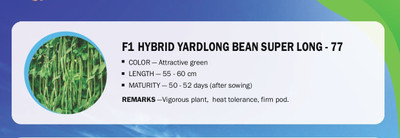 CYBEXIS F1 HYBRID YARDLONG BEAN SUPER LONG(100 Seeds) Seed(100 per packet)