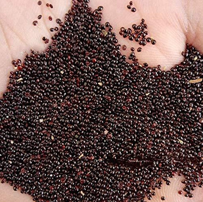 Qualtivate NDIR-591 Hybrid Red Spinach High Yield Amaranthus Seed(500 per packet)